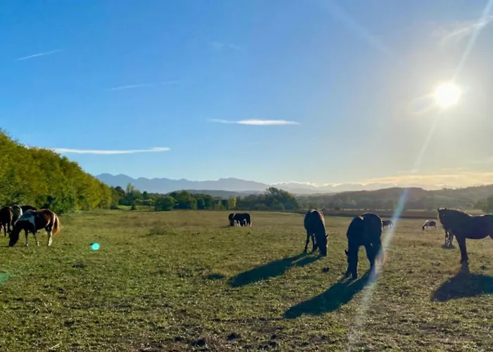 Mobil-home 3 Pieces Avec Terrasse A - Api-1-52-1043 Campsite *